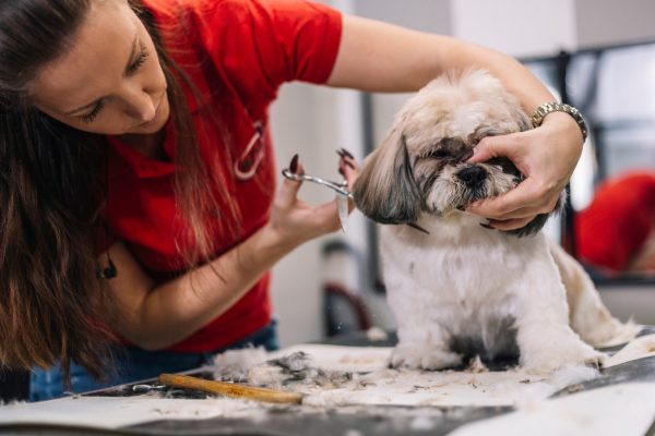 Serviço de banho e tosa em cachorros pet cursos em Santo André - S.P.