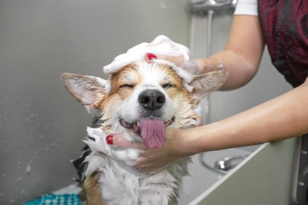 Serviço de banho e tosa estética em cachorros pet cursos em Santo André - S.P.